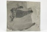 Eurypterus (Sea Scorpion) Fossil - New York #206617-1